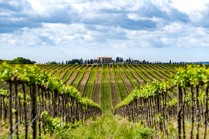 Argiano Brunello di Montalcino DOCG 2019